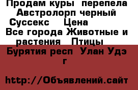 Продам куры, перепела. Австролорп черный. Суссекс. › Цена ­ 1 500 - Все города Животные и растения » Птицы   . Бурятия респ.,Улан-Удэ г.